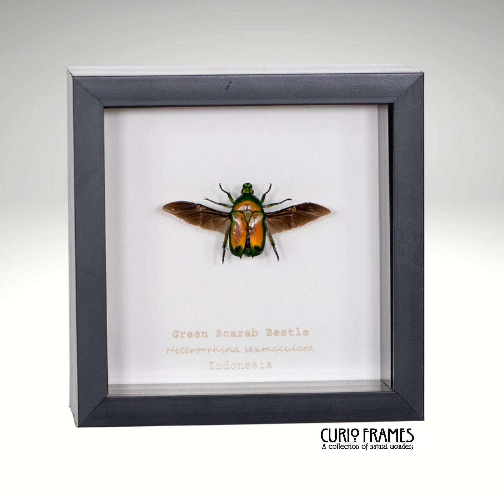Green Scarab Beetle
