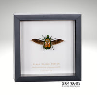 Green Scarab Beetle