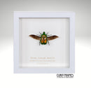Green Scarab Beetle