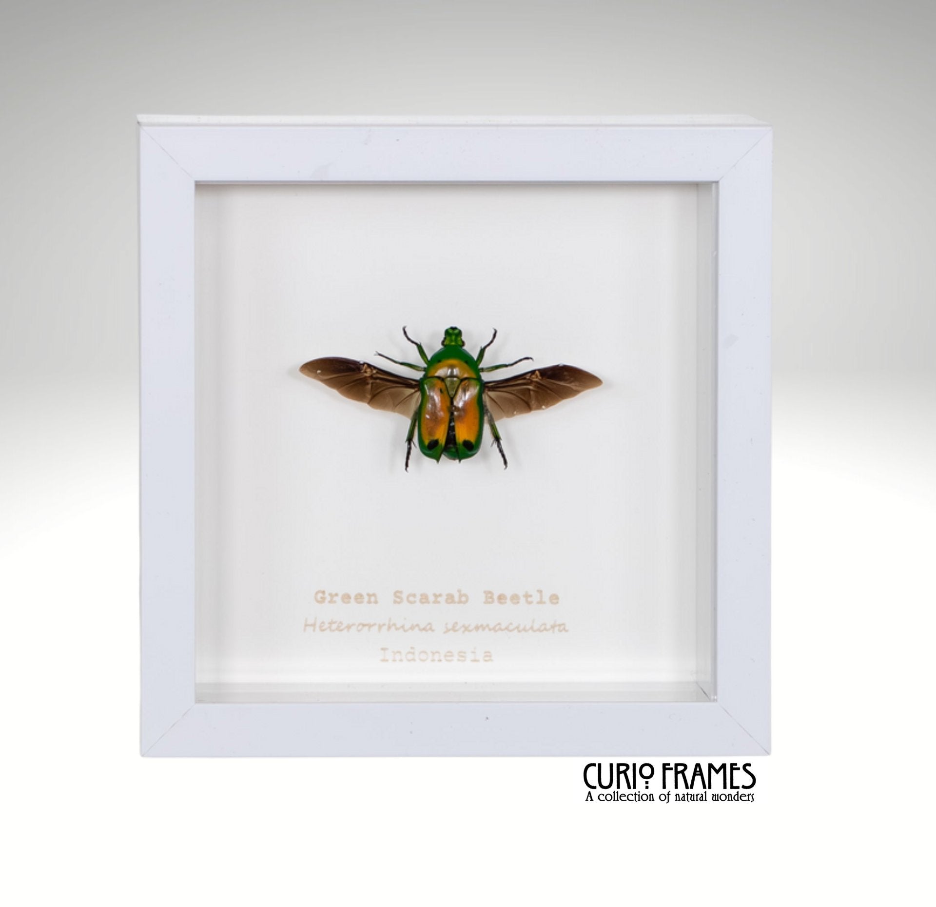 Green Scarab Beetle