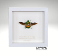 Green Scarab Beetle