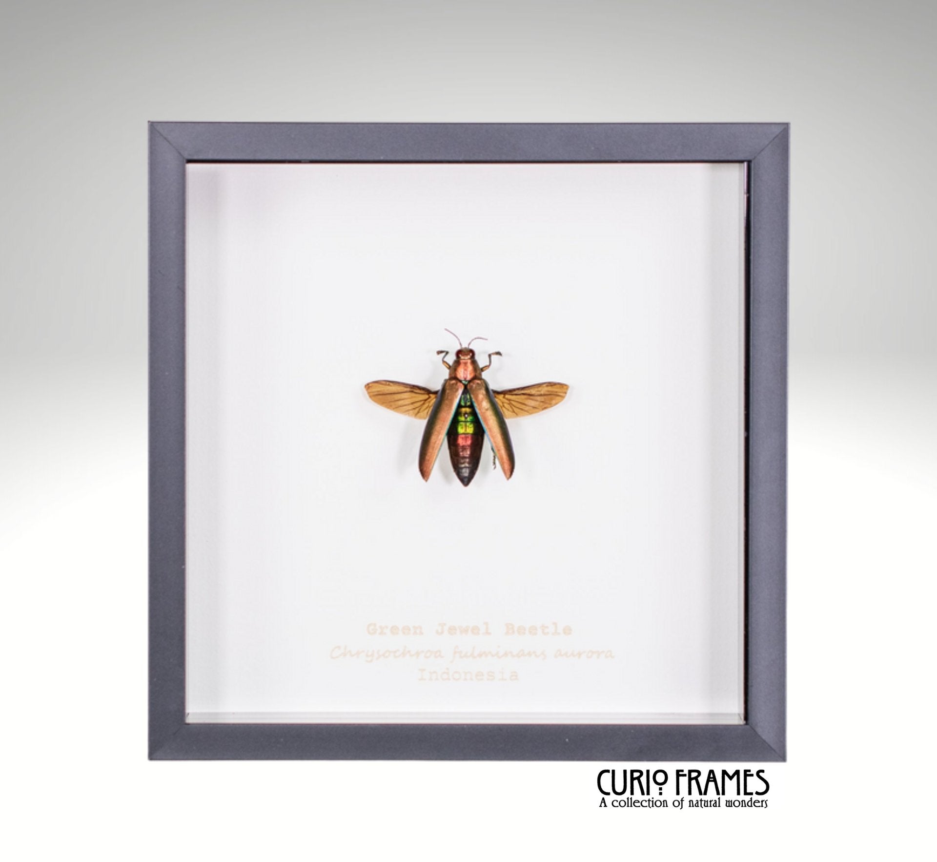 Green Jewel Beetle