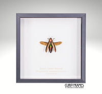 Green Jewel Beetle