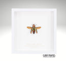 Green Jewel Beetle