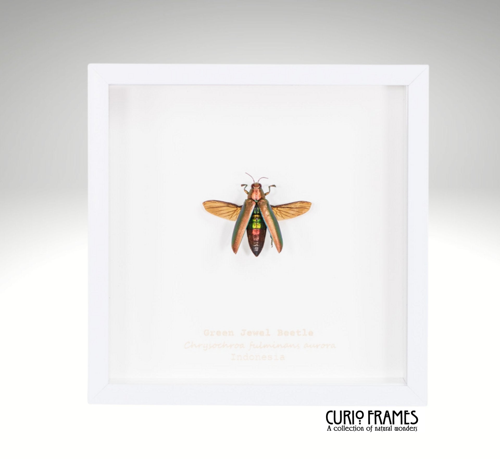Green Jewel Beetle
