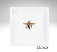 Green Jewel Beetle