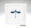 Great Blue Metalwing Damselfly