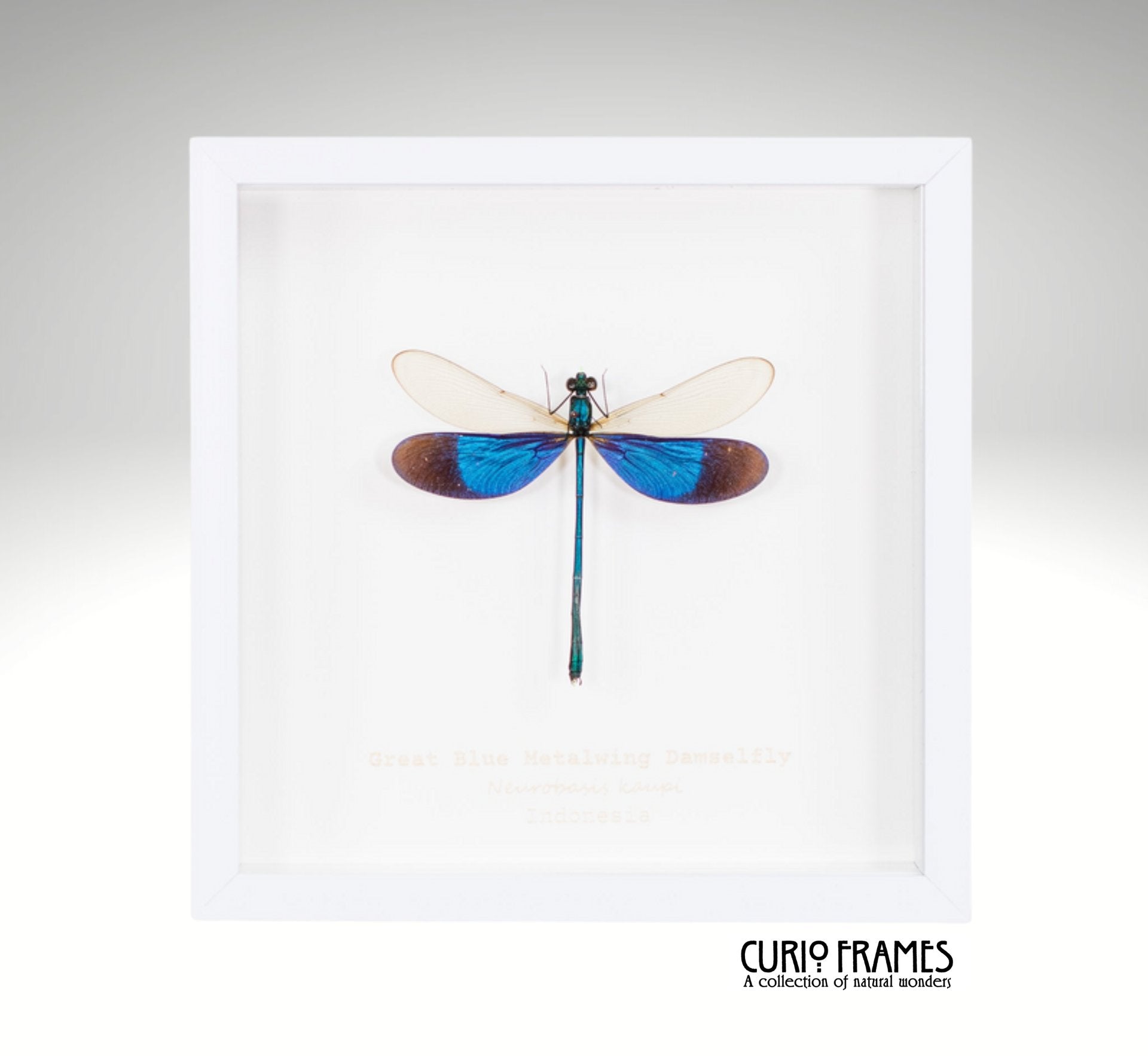 Great Blue Metalwing Damselfly