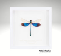 Great Blue Metalwing Damselfly