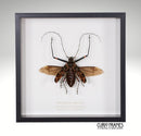 Harlequin Beetle