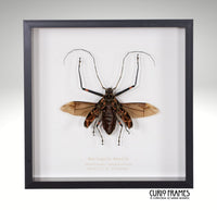 Harlequin Beetle