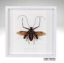 Harlequin Beetle