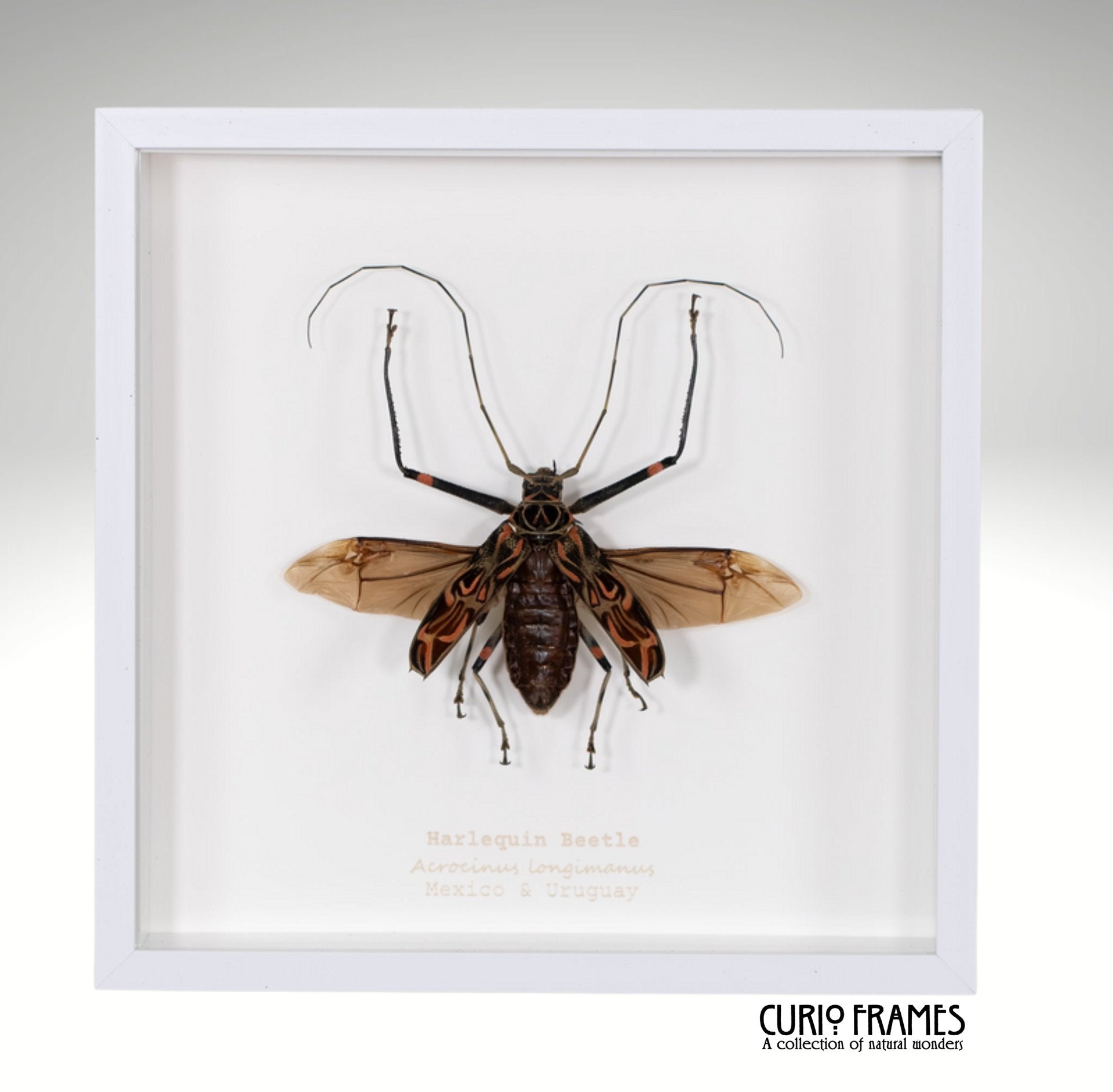 Harlequin Beetle