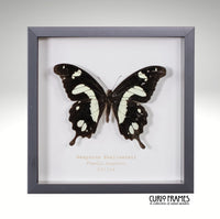 Hesperus Swallowtail