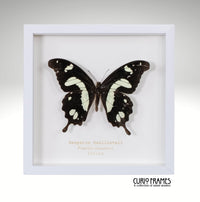 Hesperus Swallowtail
