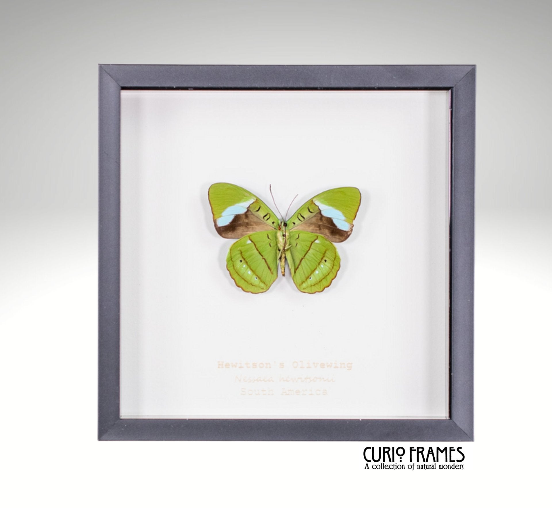 Hewitsons Olivewing