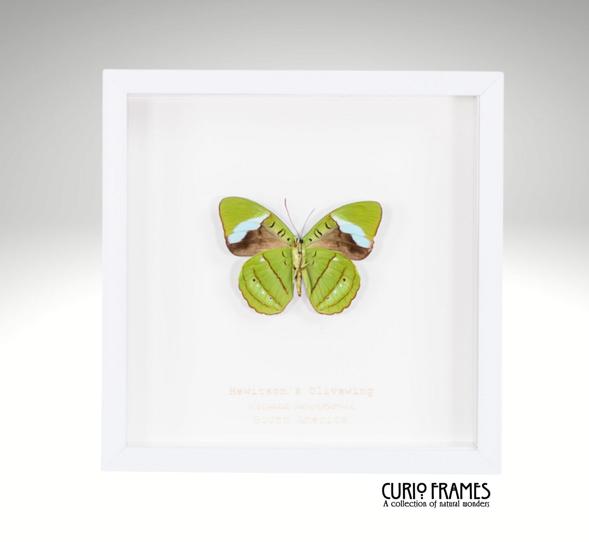 Hewitsons Olivewing