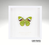 Hewitsons Olivewing