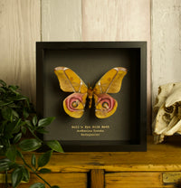 Bulls-Eye Silk Moth