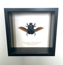 Giant Purple Scarab Beetle