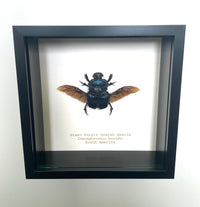 Giant Purple Scarab Beetle