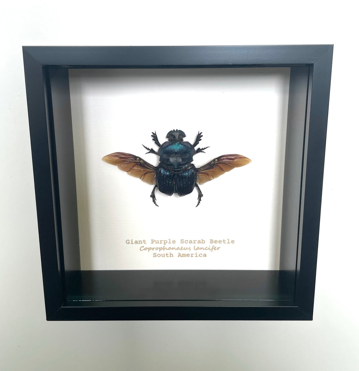 Giant Purple Scarab Beetle