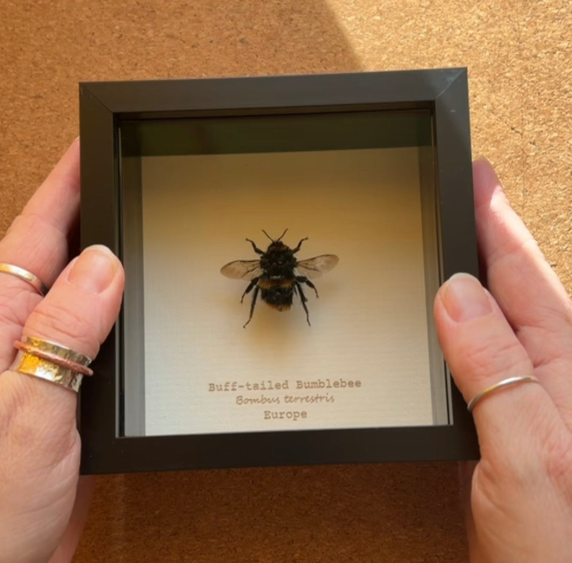 Buff-tailed Bumblebee