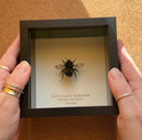 Buff-tailed Bumblebee