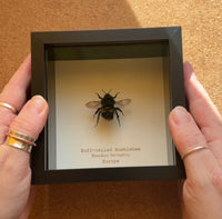 Buff-tailed Bumblebee