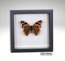 Red Admiral (Indian)