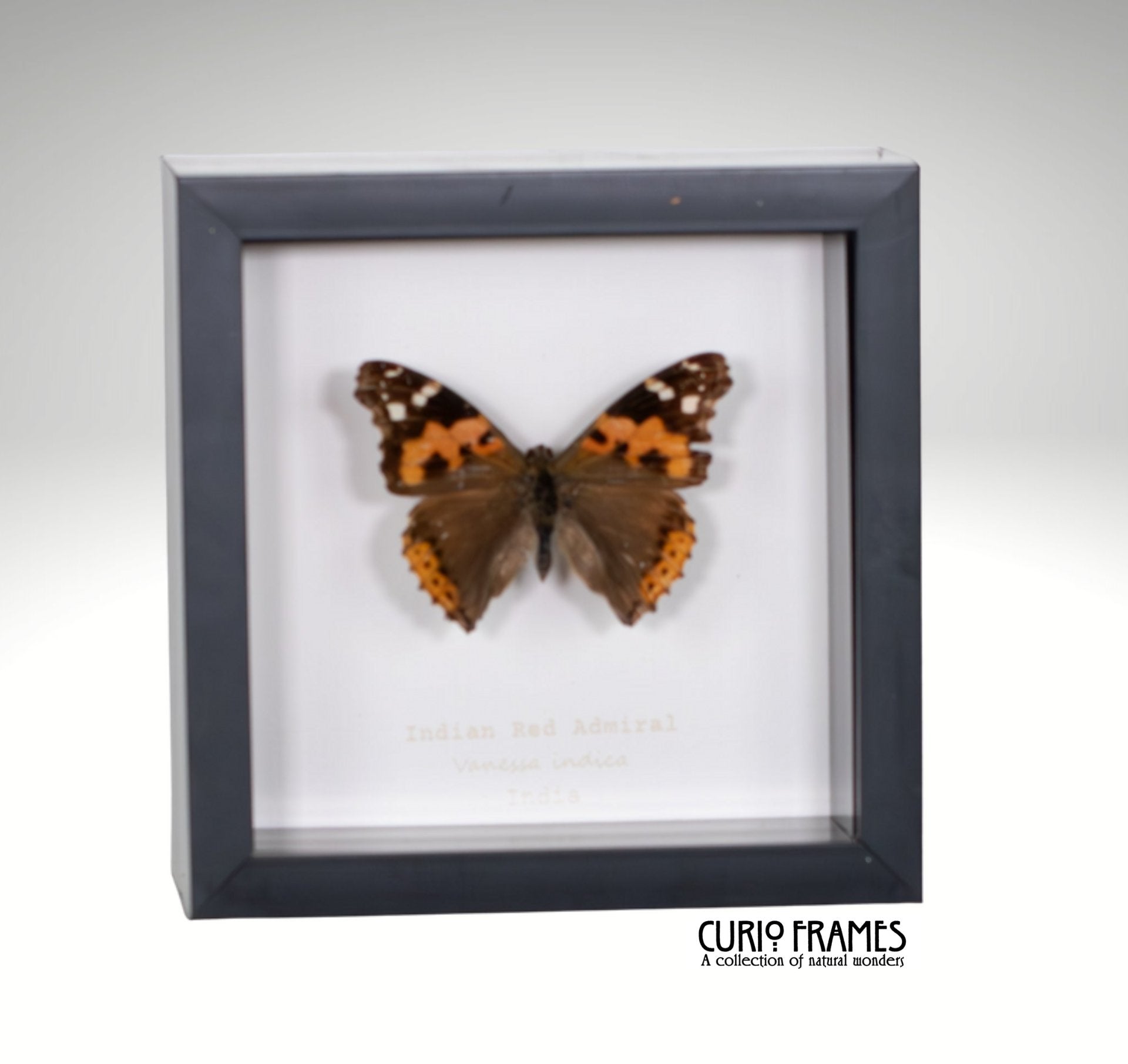 Red Admiral (Indian)