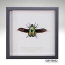 Iridescent Flower Beetle