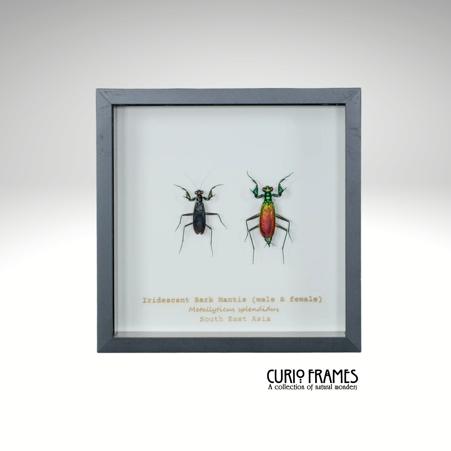 Iridescent Bark Mantis