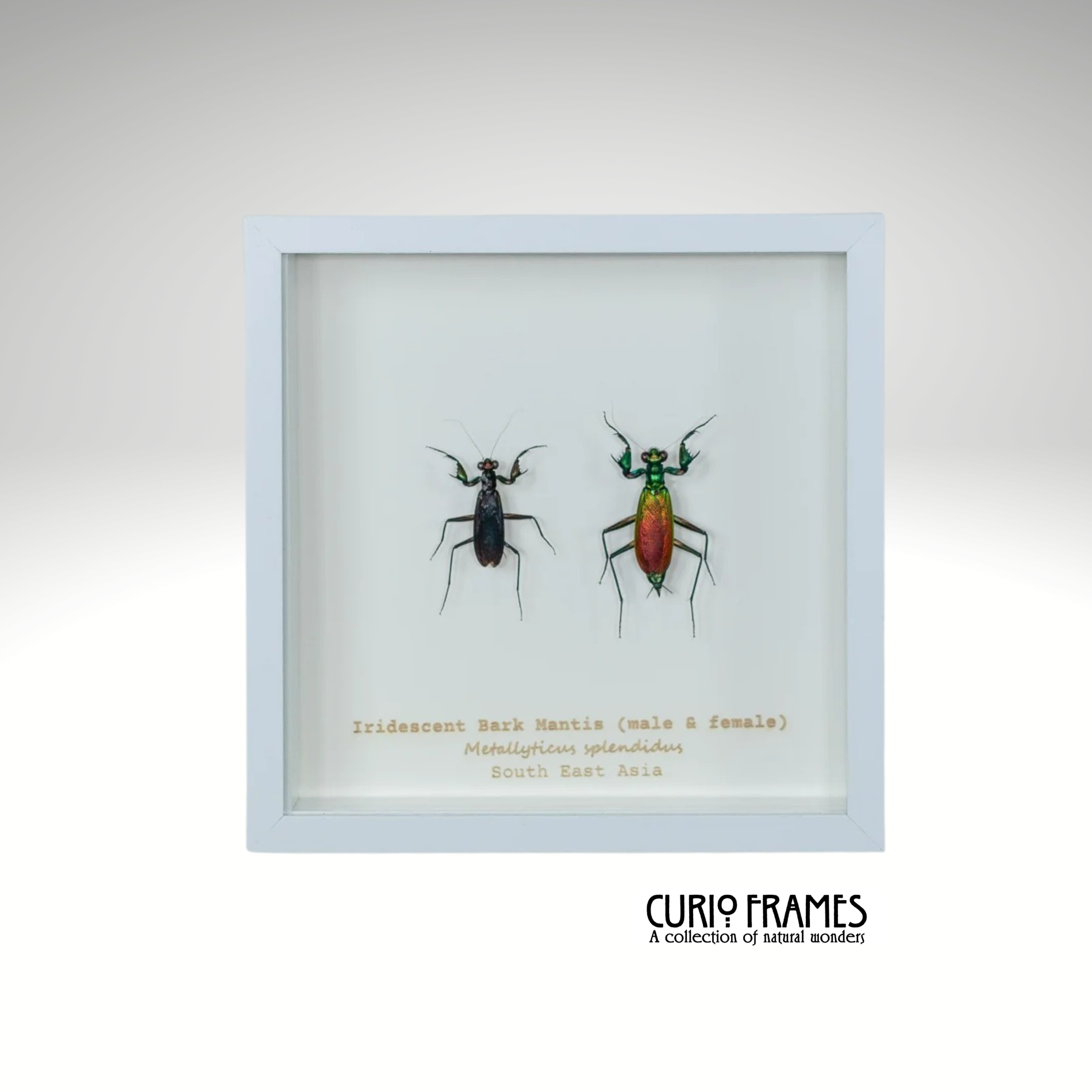 Iridescent Bark Mantis