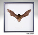 Javan Pipistrelle