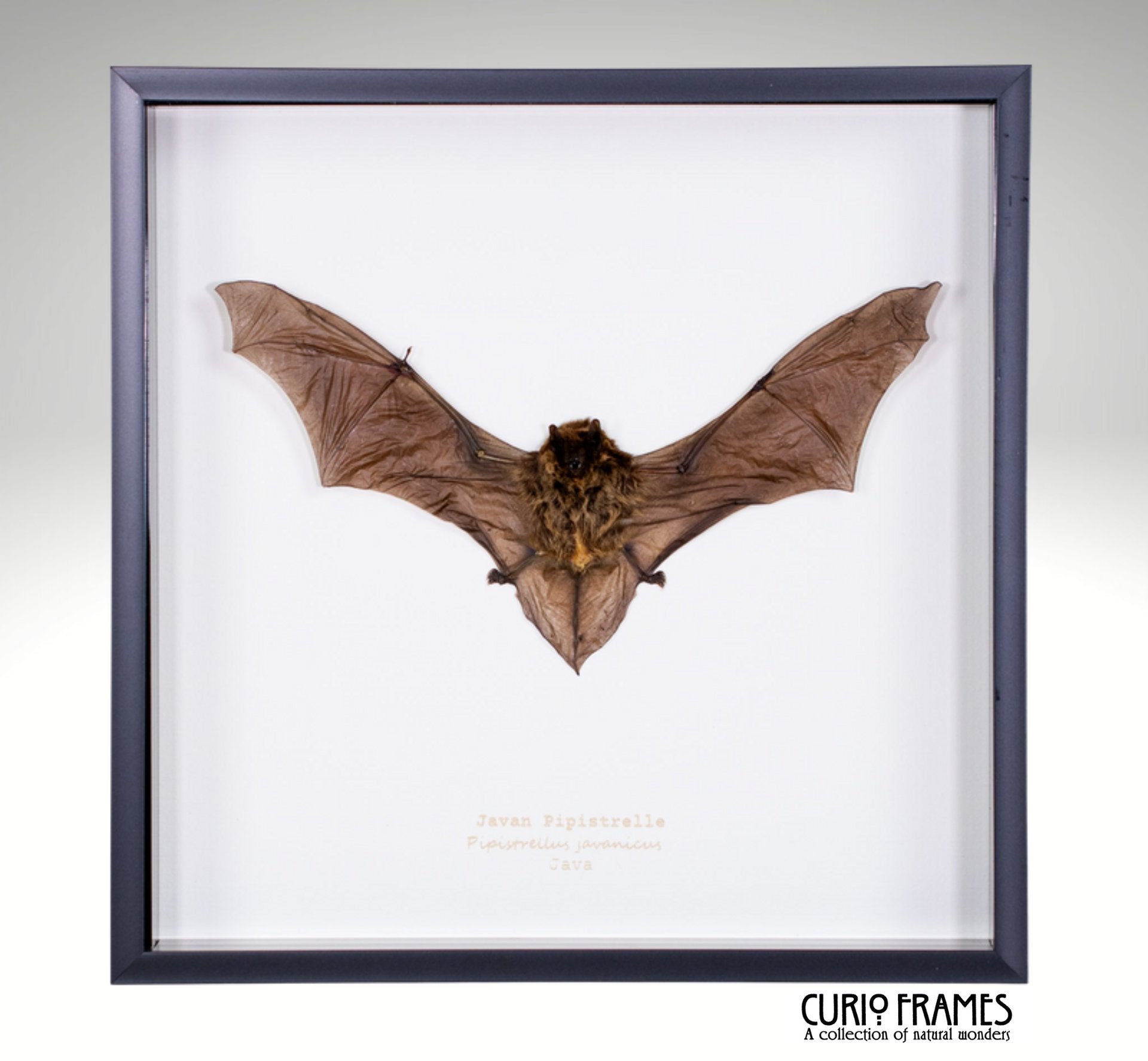Javan Pipistrelle