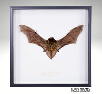 Javan Pipistrelle