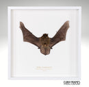 Javan Pipistrelle
