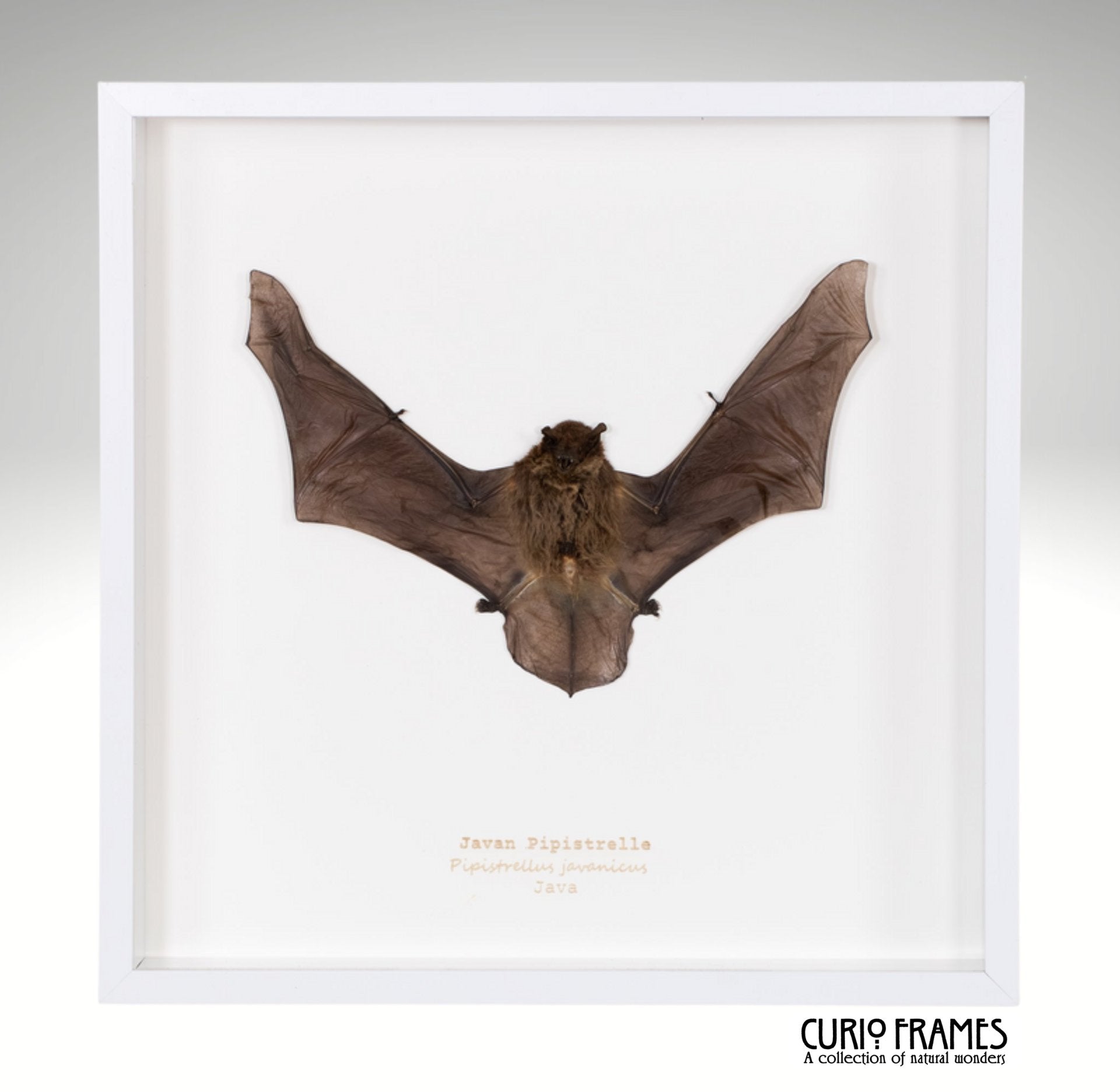 Javan Pipistrelle
