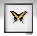 King Swallowtail