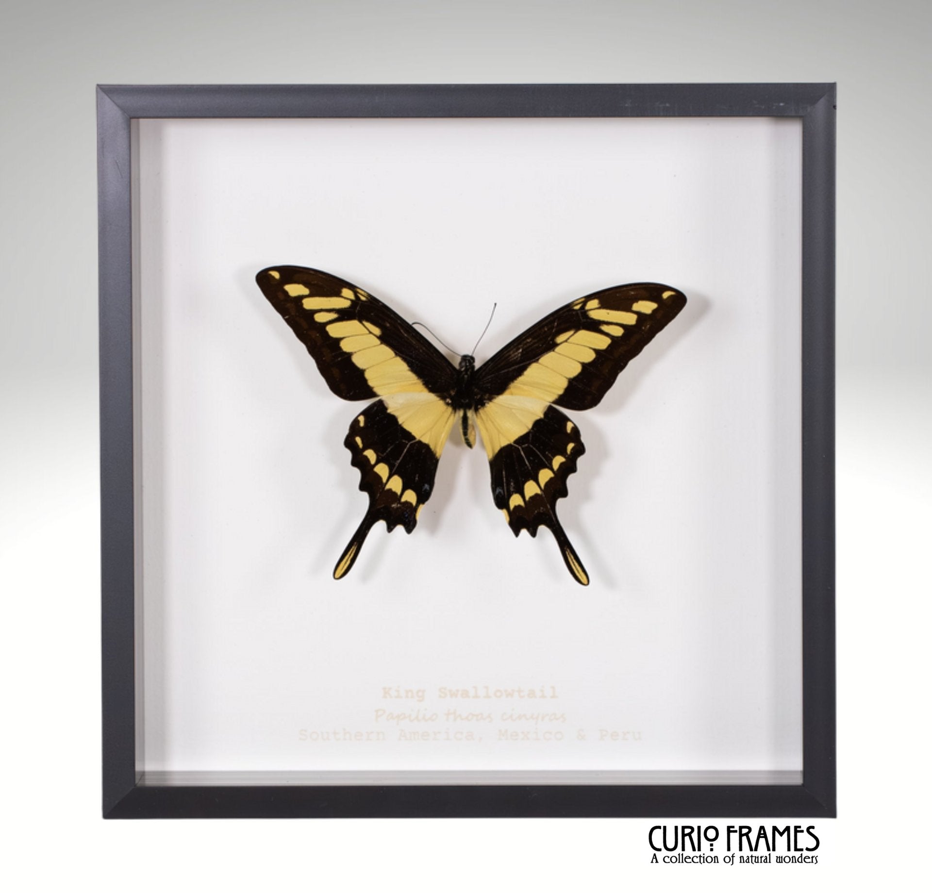 King Swallowtail