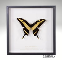 King Swallowtail