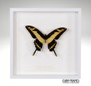 King Swallowtail
