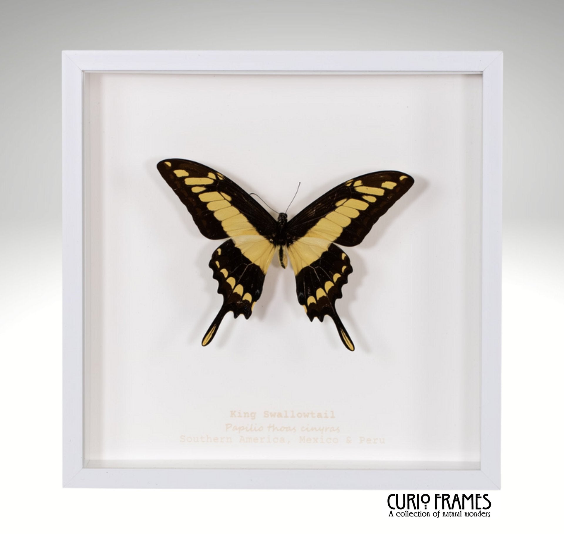 King Swallowtail