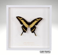 King Swallowtail