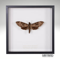 Large Brown Hawkmoth