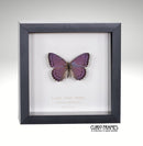Lilac tree Nymph