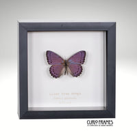 Lilac tree Nymph
