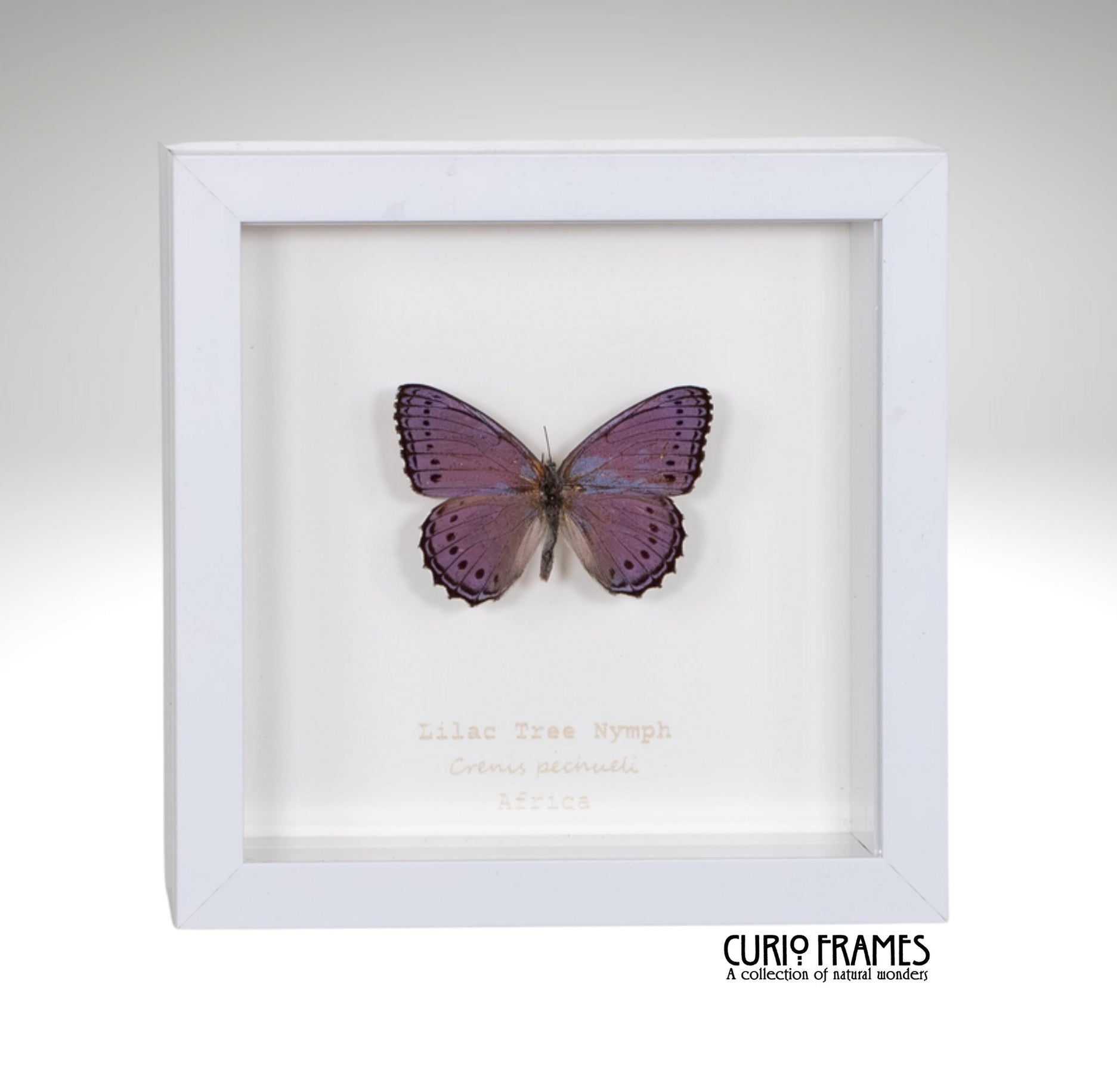 Lilac tree Nymph