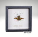 Longhorn Beetle